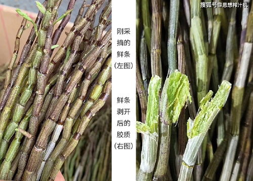 不讓 八大仙草 藏在宮中,更不讓農(nóng)產(chǎn)品賣難,現(xiàn)代食品工藝能造福兩端