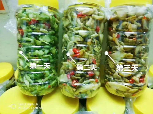 零投資高回報(bào)，攜手賀州壽城，共筑地瓜產(chǎn)業(yè)新篇章