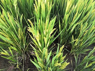 安心餐桌，品質守護——寧海新一批無公害農產品及初加工品名單公布